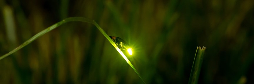 firefly on blade of grass