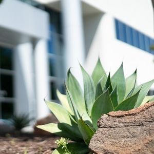 photo of plant in front of building