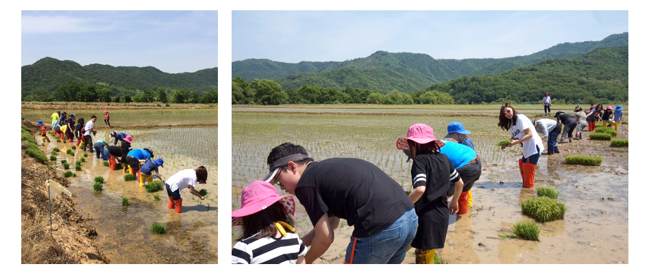 Lam Research Korea Supports Crane Habitat