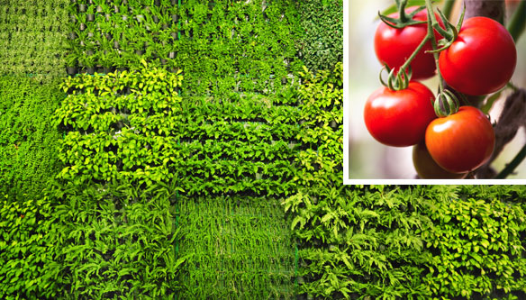 A photo of crops with an inset of tomatoes.